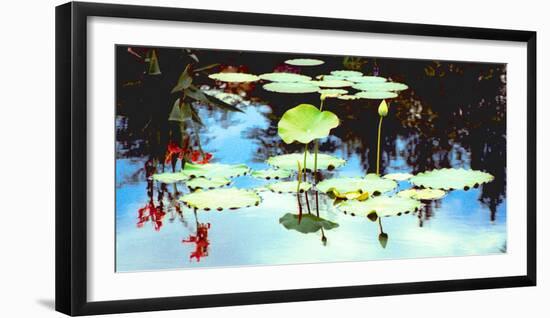 Pond with lotus, Indianapolis, Indiana, USA-Anna Miller-Framed Photographic Print