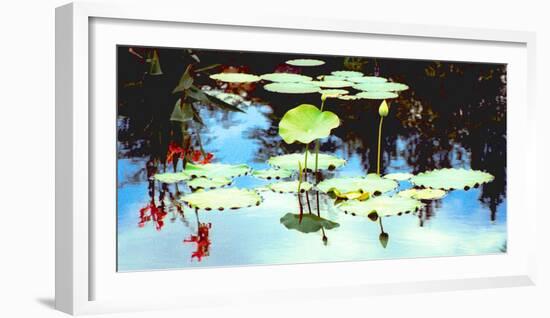 Pond with lotus, Indianapolis, Indiana, USA-Anna Miller-Framed Photographic Print