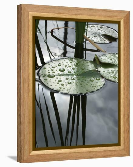 Pond with Water Lily-Anna Miller-Framed Premier Image Canvas