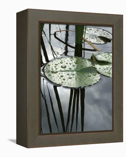 Pond with Water Lily-Anna Miller-Framed Premier Image Canvas