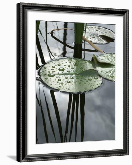 Pond with Water Lily-Anna Miller-Framed Photographic Print