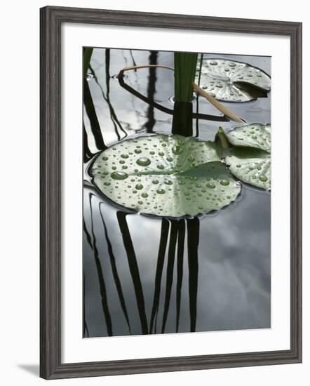 Pond with Water Lily-Anna Miller-Framed Photographic Print