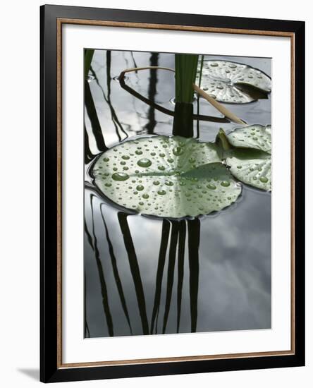 Pond with Water Lily-Anna Miller-Framed Photographic Print