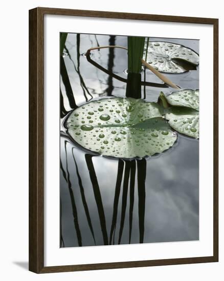 Pond with Water Lily-Anna Miller-Framed Photographic Print