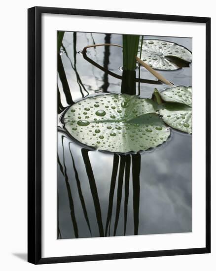 Pond with Water Lily-Anna Miller-Framed Photographic Print