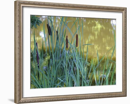 Pond-Anna Miller-Framed Photographic Print