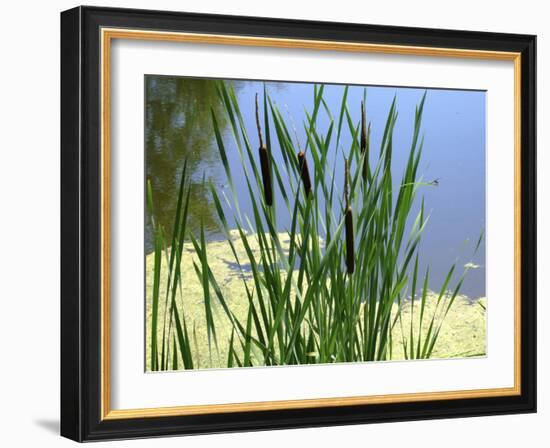 Pond-Anna Miller-Framed Photographic Print