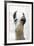 Pondering Llama-Marcus Prime-Framed Photographic Print