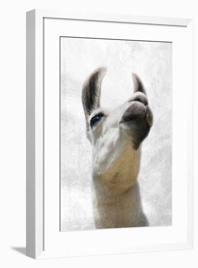 Pondering Llama-Marcus Prime-Framed Photographic Print