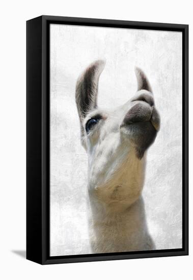 Pondering Llama-Marcus Prime-Framed Premier Image Canvas