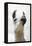 Pondering Llama-Marcus Prime-Framed Premier Image Canvas