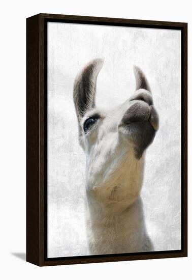 Pondering Llama-Marcus Prime-Framed Premier Image Canvas