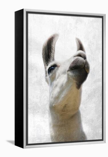 Pondering Llama-Marcus Prime-Framed Premier Image Canvas