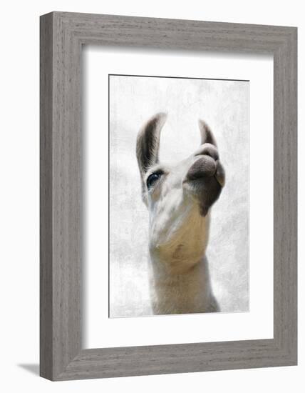 Pondering Llama-Marcus Prime-Framed Photographic Print