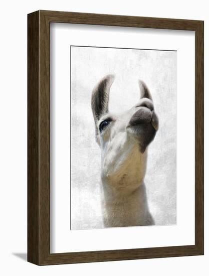 Pondering Llama-Marcus Prime-Framed Photographic Print