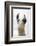 Pondering Llama-Marcus Prime-Framed Photographic Print