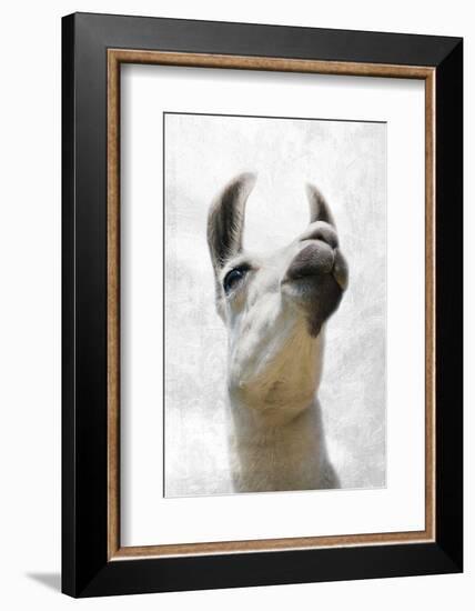 Pondering Llama-Marcus Prime-Framed Photographic Print