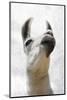 Pondering Llama-Marcus Prime-Mounted Photographic Print