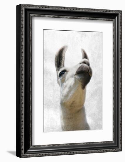 Pondering Llama-Marcus Prime-Framed Photographic Print