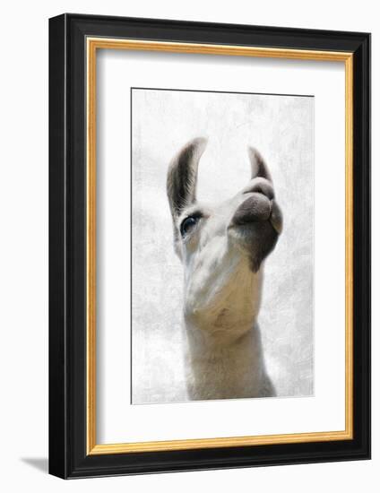 Pondering Llama-Marcus Prime-Framed Photographic Print