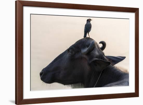 Pondering Perch-Nhiem Hoang The-Framed Giclee Print