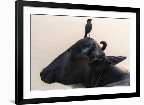 Pondering Perch-Nhiem Hoang The-Framed Giclee Print