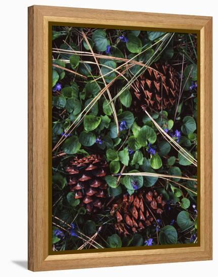 Ponderosa Pine cones and Blue Violets, Washington, USA-Charles Gurche-Framed Premier Image Canvas