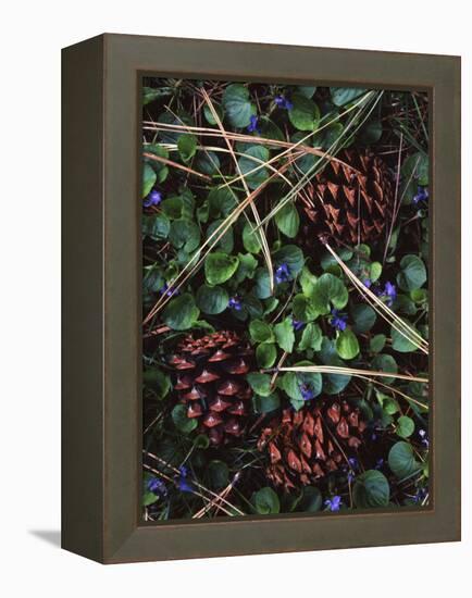 Ponderosa Pine cones and Blue Violets, Washington, USA-Charles Gurche-Framed Premier Image Canvas