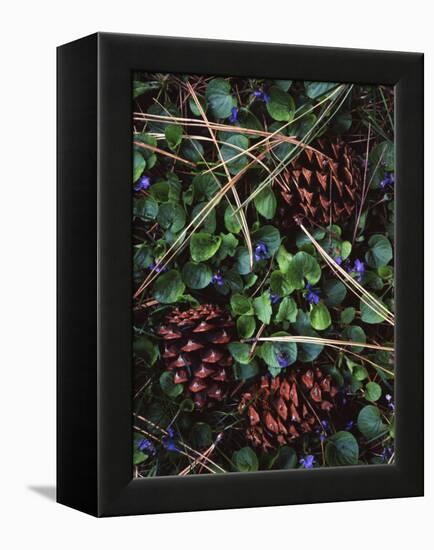 Ponderosa Pine cones and Blue Violets, Washington, USA-Charles Gurche-Framed Premier Image Canvas