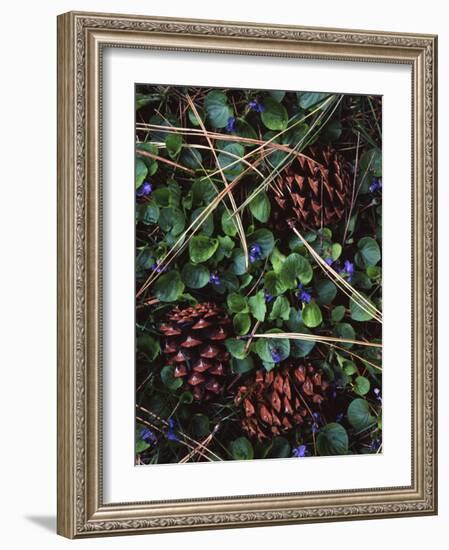 Ponderosa Pine cones and Blue Violets, Washington, USA-Charles Gurche-Framed Photographic Print