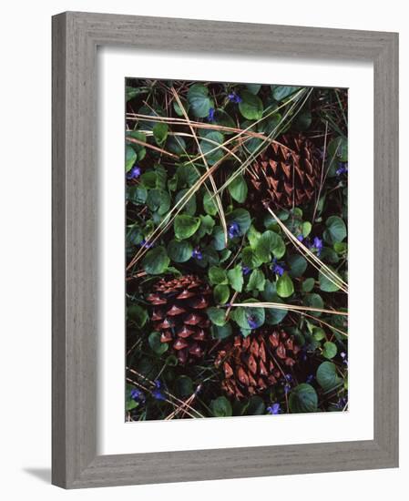 Ponderosa Pine cones and Blue Violets, Washington, USA-Charles Gurche-Framed Photographic Print