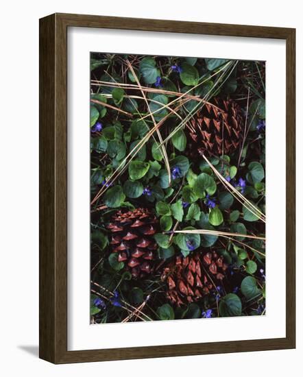 Ponderosa Pine cones and Blue Violets, Washington, USA-Charles Gurche-Framed Photographic Print