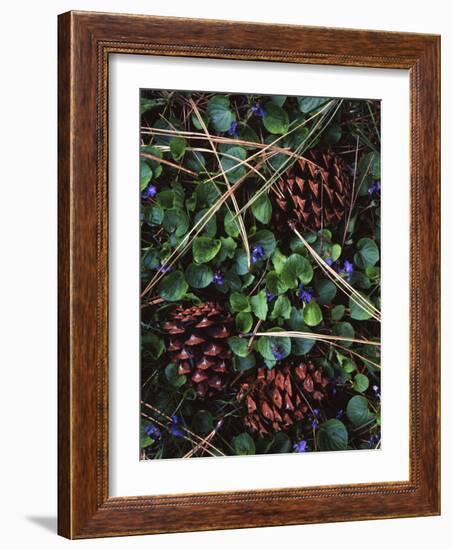 Ponderosa Pine cones and Blue Violets, Washington, USA-Charles Gurche-Framed Photographic Print