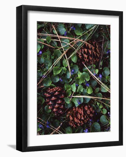 Ponderosa Pine cones and Blue Violets, Washington, USA-Charles Gurche-Framed Photographic Print