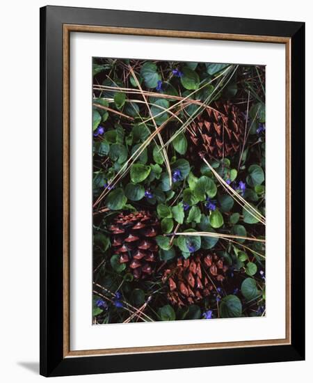 Ponderosa Pine cones and Blue Violets, Washington, USA-Charles Gurche-Framed Photographic Print