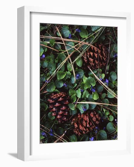 Ponderosa Pine cones and Blue Violets, Washington, USA-Charles Gurche-Framed Photographic Print