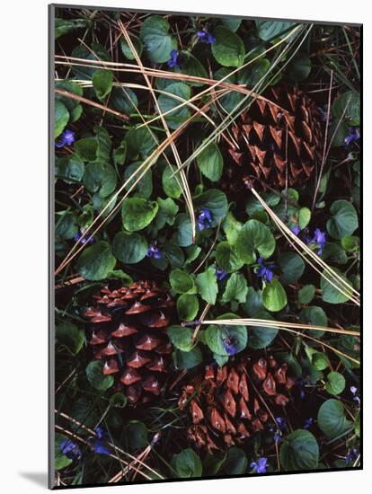 Ponderosa Pine cones and Blue Violets, Washington, USA-Charles Gurche-Mounted Photographic Print