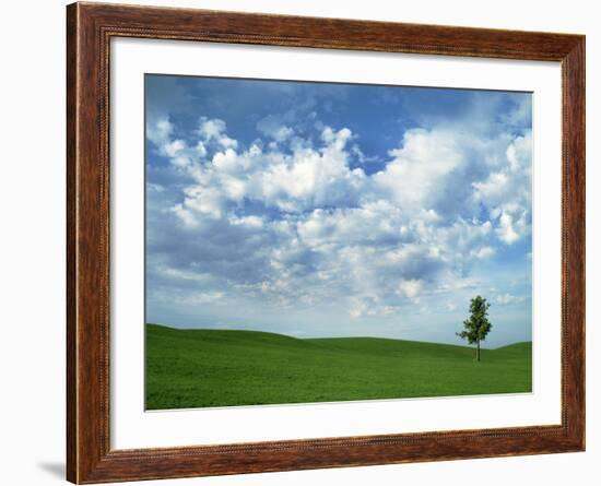 Ponderosa Pine in Wheat Field, Spokane County, Washington, USA-Charles Gurche-Framed Photographic Print