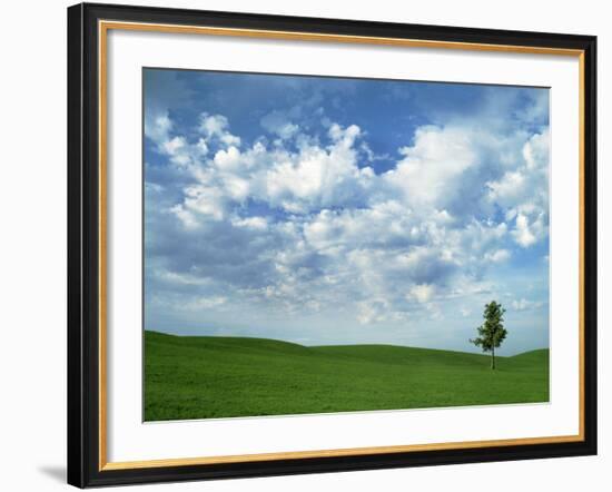 Ponderosa Pine in Wheat Field, Spokane County, Washington, USA-Charles Gurche-Framed Photographic Print