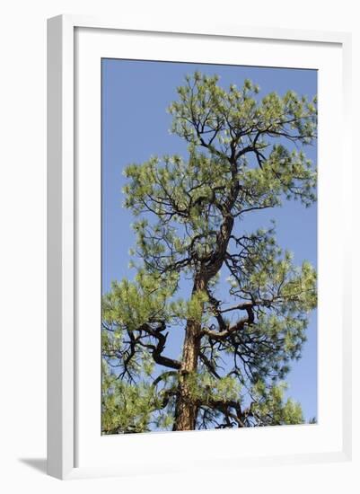 Ponderosa Pine, New Mexico-null-Framed Photographic Print