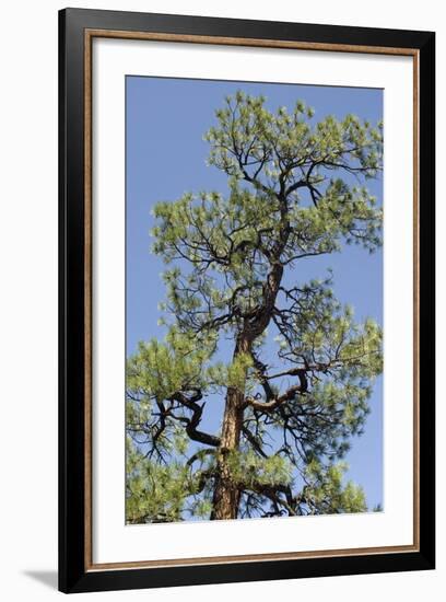 Ponderosa Pine, New Mexico-null-Framed Photographic Print