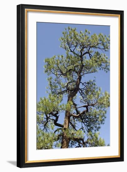 Ponderosa Pine, New Mexico-null-Framed Photographic Print