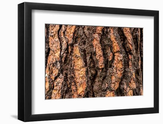 Ponderosa pine (Pinus ponderosa) tree bark, Wasa, British Columbia, Canada-null-Framed Photographic Print