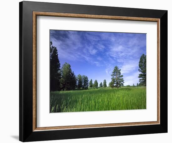 Ponderosa Pines and Meadow, Elk Ridge, Manti-LaSal National Forest, Utah, USA-Scott T. Smith-Framed Photographic Print
