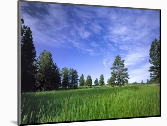 Ponderosa Pines and Meadow, Elk Ridge, Manti-LaSal National Forest, Utah, USA-Scott T. Smith-Mounted Photographic Print