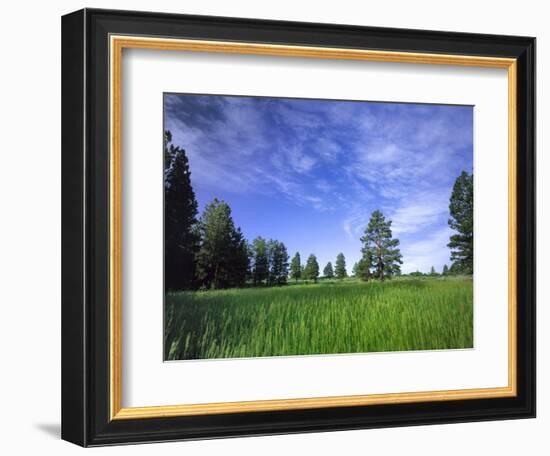 Ponderosa Pines and Meadow, Elk Ridge, Manti-LaSal National Forest, Utah, USA-Scott T. Smith-Framed Photographic Print