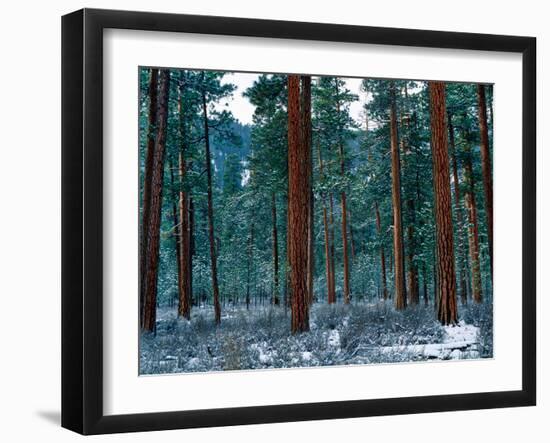 Ponderosa pines in snow, Deschutes National Forest, Jefferson County, Oregon, USA-null-Framed Photographic Print