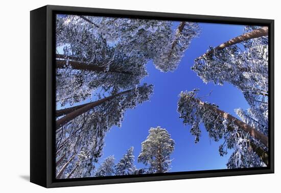 Ponderosa Pines in Winter-Darrell Gulin-Framed Premier Image Canvas