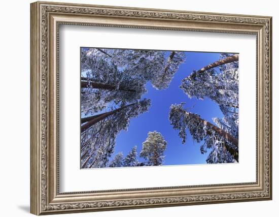 Ponderosa Pines in Winter-Darrell Gulin-Framed Photographic Print