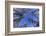 Ponderosa Pines in Winter-Darrell Gulin-Framed Photographic Print